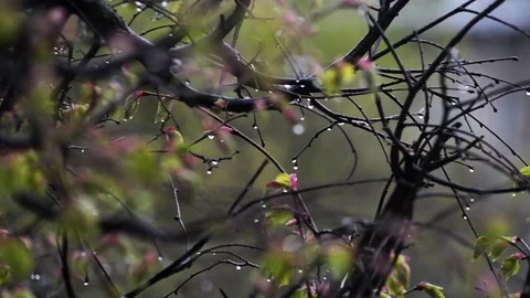 Spring Rain Video stock 75683024