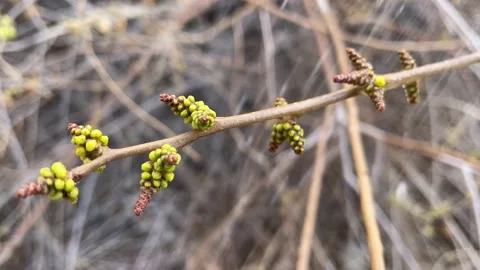 Spring Rain Stock Footage 150980916