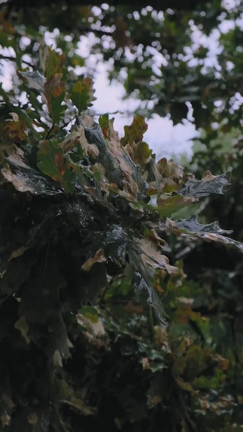 Spring rain Stock Footage 245495577