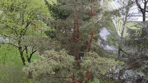 Spring rain 스톡 동영상 308515715