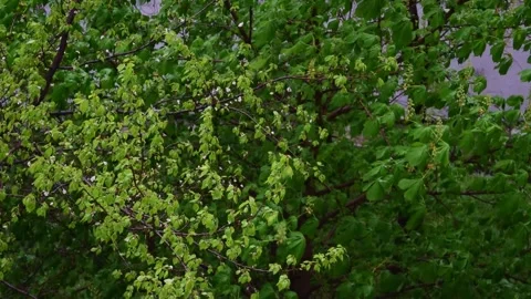 Spring rain Stock Footage 334562096