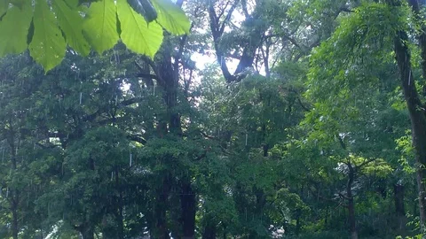 Spring rain in the forest Stock Footage 76396865