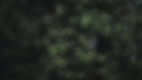 Spring rain forest footage Stock Footage 88629063