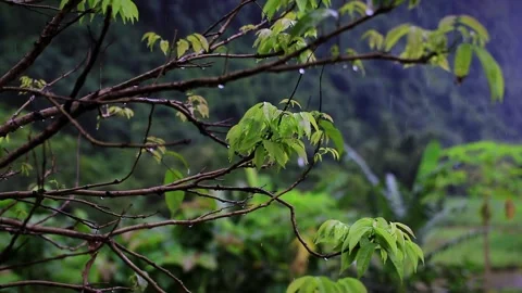 Spring Rain on Fresh Greenery Stock Footage 344355933