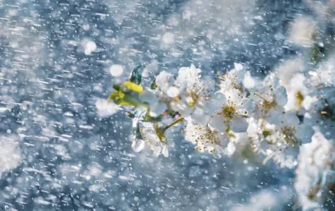 Spring rain in the garden Stock Photos