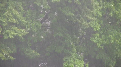 Spring rain loop Stock Footage 269960