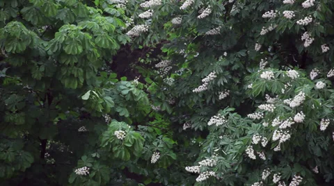 Spring rain over blooming chestnut trees, bad weather, windy day Stock Footage 37775330