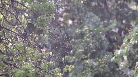 Spring Rain in the Park Stock Footage 77050974