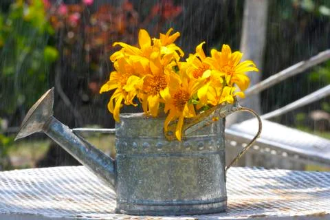 Spring rain Stock Photos