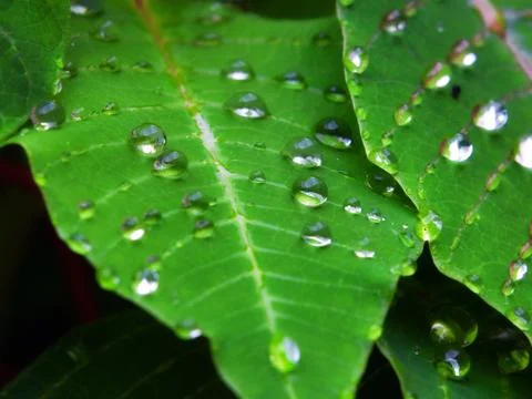 Spring rain Stock Photos