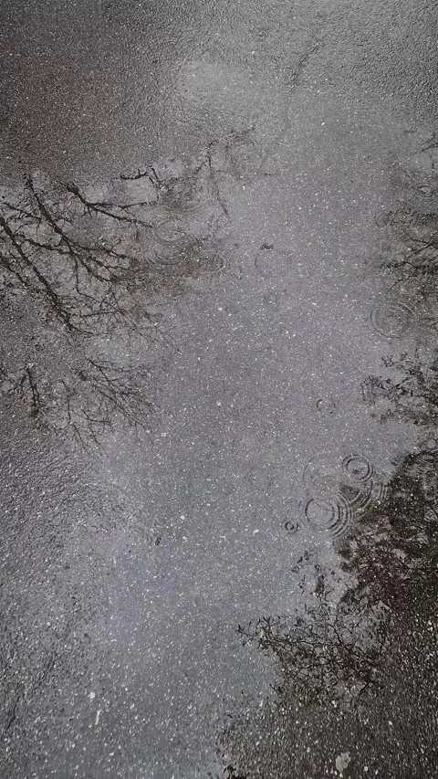 Spring rain reflecting in a puddle on asphalt, capturing bare tree branches and  库存影片 305249792