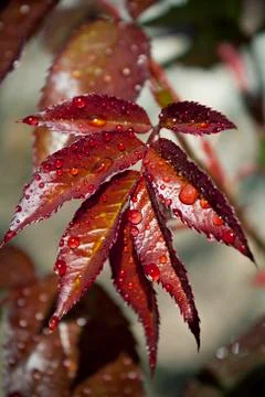 Spring rain on rose leaves Stock Photos