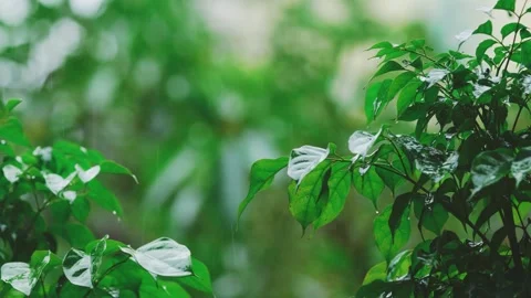 Spring Rain On Wet Green Leaves 4K Closeup Stock-Footage 341863824