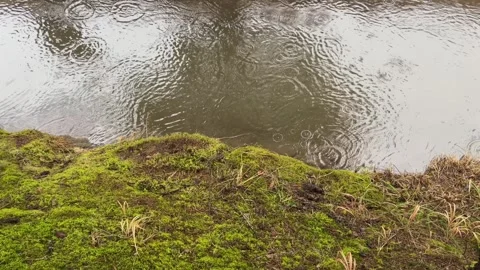 Spring Raindrops Falling on Water with Green Moss and Tree Reflection Video stock 329551110