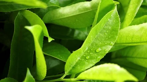 Spring raindrops on a green leafs - close up Stock Footage 74019183