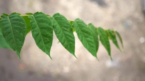 Spring raindrops on a green leafs - close up 動画素材 74384383