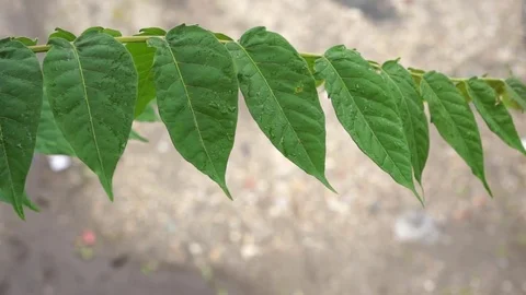 Spring raindrops on a green leafs - close up Stock Footage 74384408