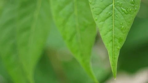 Spring raindrops on a green leafs - close up Stock Footage 74384662