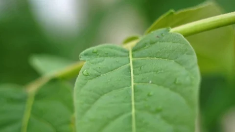 Spring raindrops on a green leafs - close up 動画素材 74384680