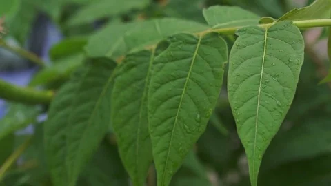 Spring raindrops on a green leafs - close up Stock Footage 74384900