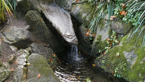 Spring in a rainforest Stock Footage 99154380