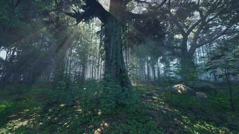 Spring rainforest trees green leaves jungle Illustrazione stock