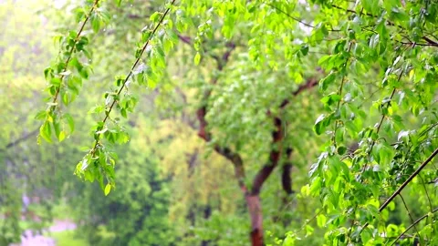 Spring rainy day outside the window, raindrops and wet leaves of trees Stock Footage 131432614