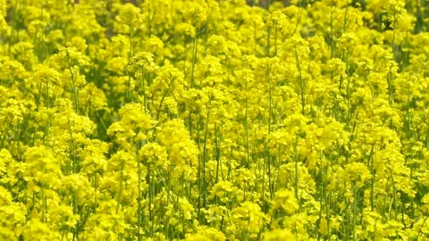 Spring rape blooming, spring in the pastoral scenery. Stock Footage 151711505