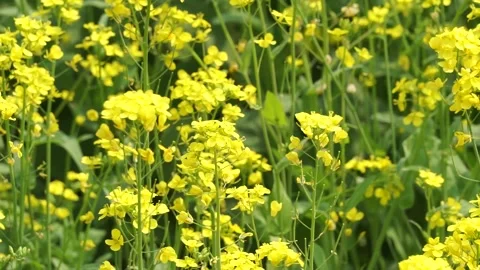 Spring rape blooming, spring in the pastoral scenery. Stock Footage 151711519