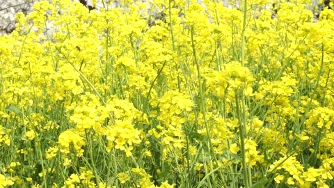 Spring rape blooming, spring in the pastoral scenery. Stock Footage 151711522