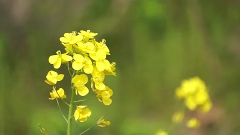 Spring rape blooming, spring in the pastoral scenery. Stock Footage 151711565