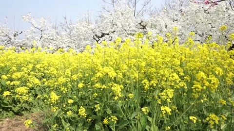 Spring rape blooming, spring in the pastoral scenery. Stock Footage 151711617