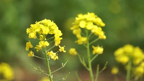 Spring rape blooming, spring in the pastoral scenery. Stock Footage 151711618