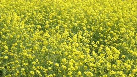 Spring rape blooming, spring in the pastoral scenery. Stock Footage 151711626