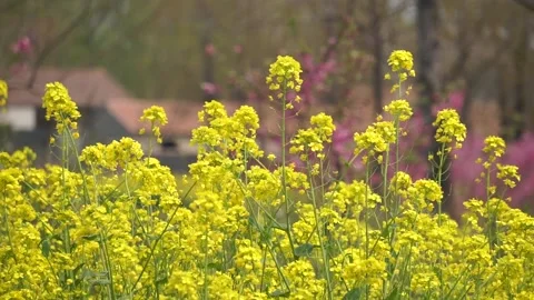 Spring rape blooming, spring in the pastoral scenery. Stock Footage 151711628