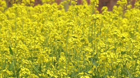 Spring rape blooming, spring in the pastoral scenery. Stock Footage 151711633