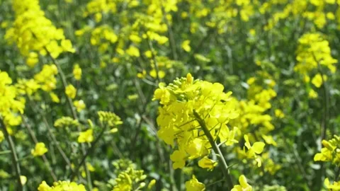Spring.The rape field is blooming. Stock Footage 196795777