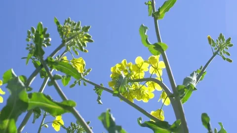 Spring.The rape field is blooming. Stock Footage 196795800