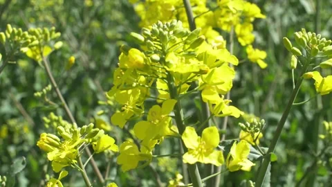 Spring.The rape field is blooming. Stock Footage 196795801