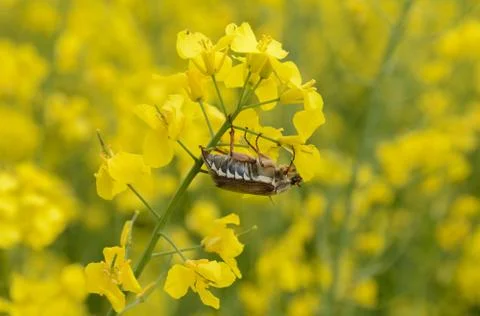 Spring rapeseed blooms Stock-Fotos