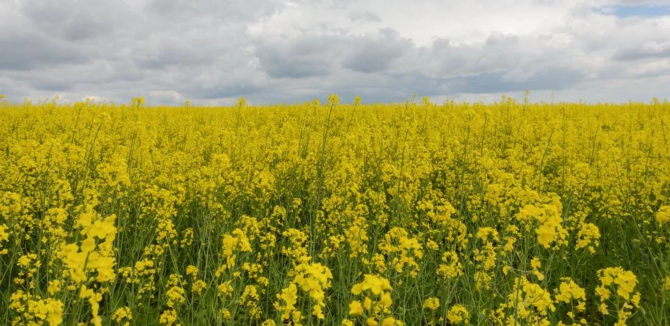 Spring rapeseed blooms Stock Photos