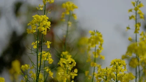 Spring rapeseed closeup Stock-Footage 108614124