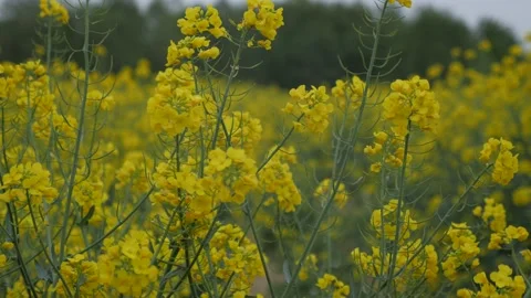 Spring rapeseed field walk in cloud day Stock Footage 130711409