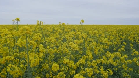 Spring rapeseed field walk in cloud day Stock Footage 130711412