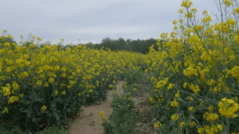 Spring rapeseed field walk in cloud day Stock Footage 130711508