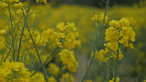 Spring rapeseed field walk in cloud day Stock Footage 130711565