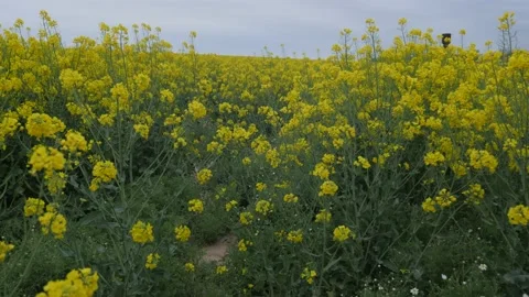Spring rapeseed field walk in cloud day Stock Footage 130711572
