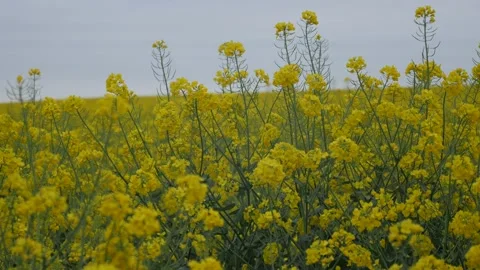 Spring rapeseed field walk in cloud day Stock Footage 130711684