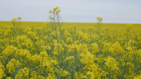 Spring rapeseed field walk in cloud day Stock Footage 130711859