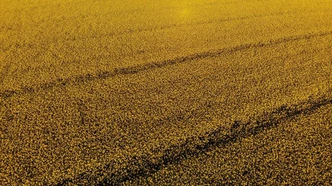Spring rapeseed field with wavy abstract landscape pattern. Yellow rape Stock Footage 108609076
